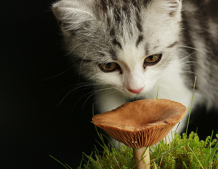 white and gray kitten in front of brown fungus