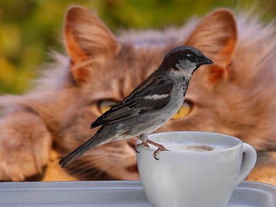 brown sparrow perched on white ceramic teacup