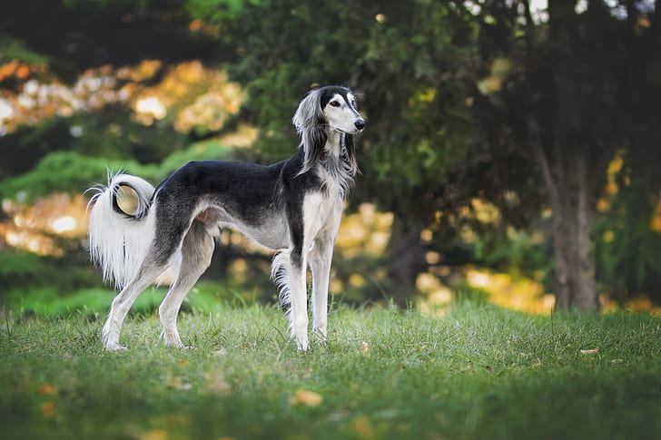 nature-dog-greyhound-saluki-preview.jpg