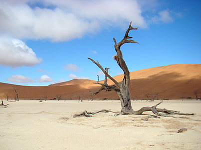 brown bare tree surrounded with white sand and brown hill under white clouds and blue sky during daytime