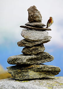 orange and white bird standing on stack on rock