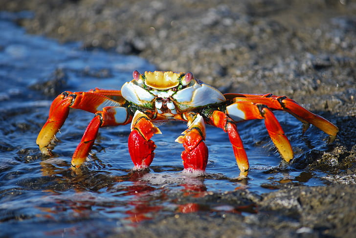 orange crab on seashore during daytime