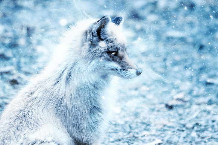 selective focus photography of white fox