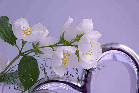 white petaled flower beside mirror