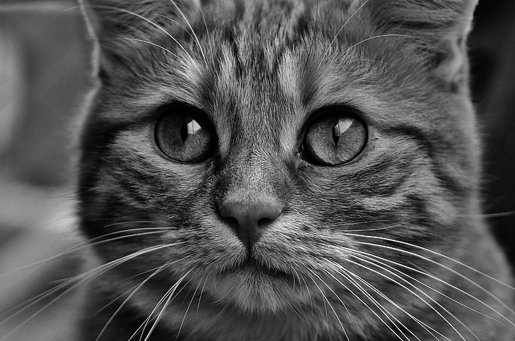 gray scale photo of tabby cat