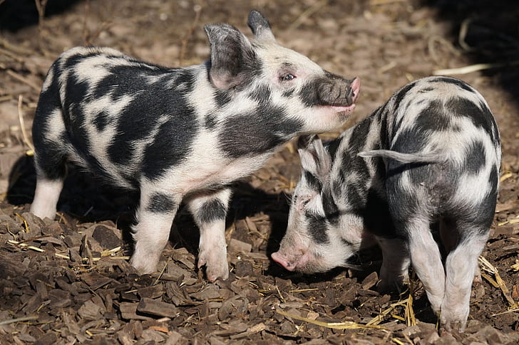 two black-and-white pigs