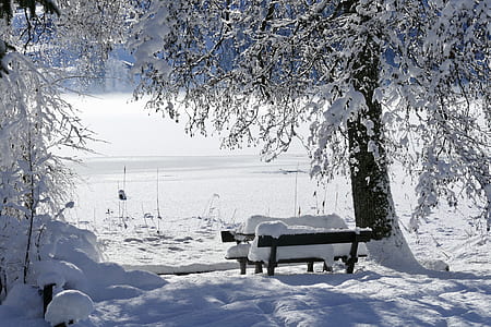 outdoor bench covered by snow beside withered tree