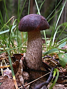 brown mushroom surrounded by grass