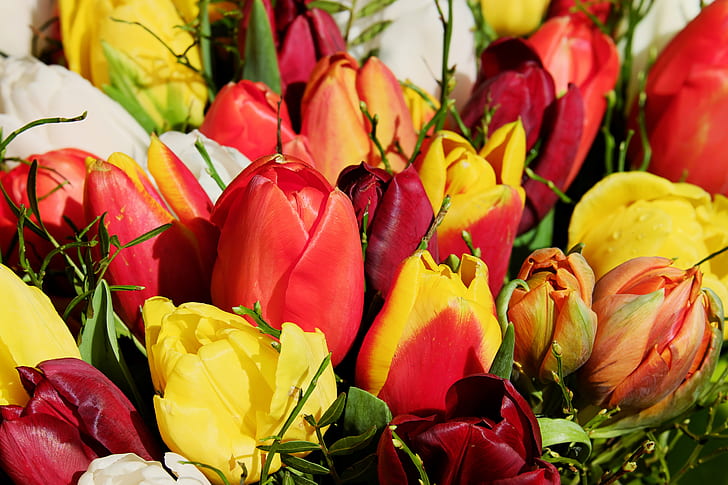red, yellow, and orange tulips