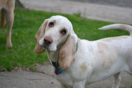 adult tan and white Basset hound