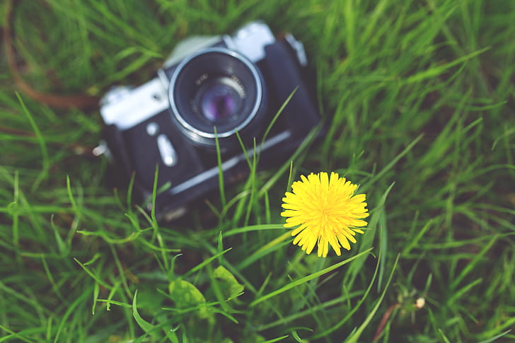 Little yellow flower and old camera