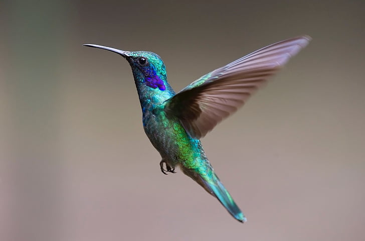 green and purple hummingbird