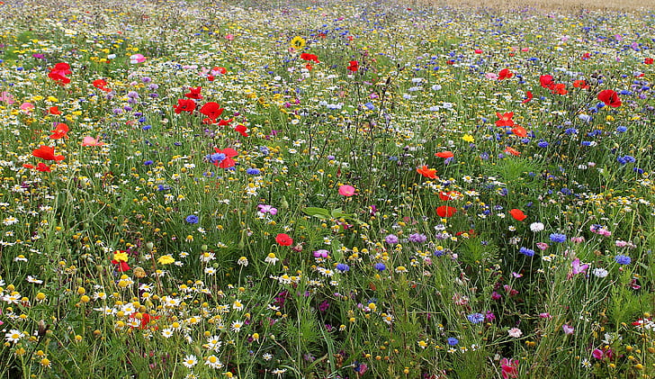 red and blue flower field