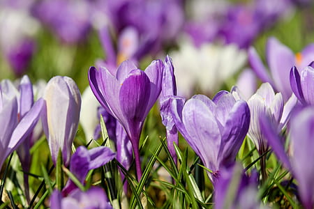 focus photo of purple crocus flowers