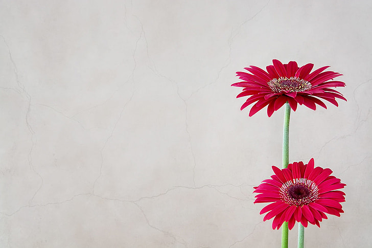 two red daisy flowers