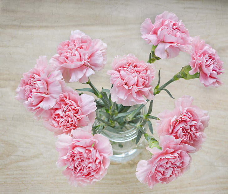 pink carnation flowers in clear glass vase