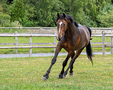 brown horse running through field