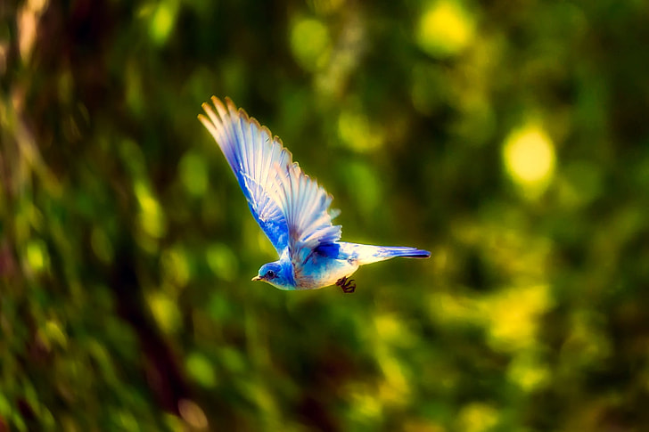 blue and white bird flying near tree