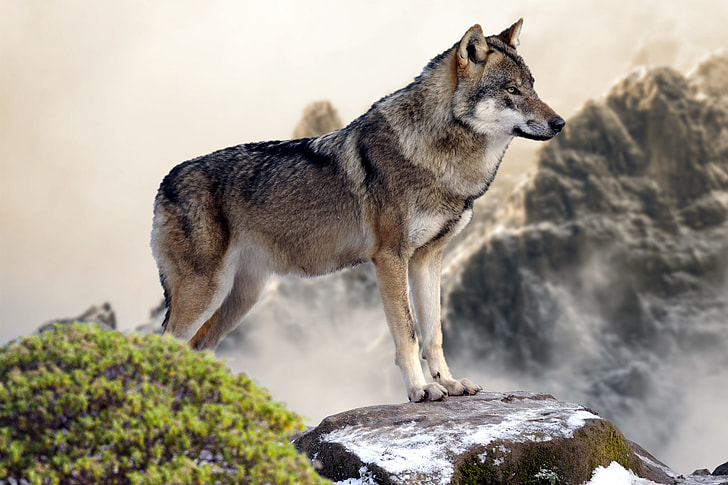 gray and black wolf standing on rock