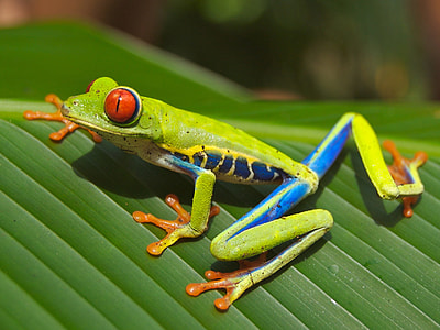 focus photo of green and blue frog