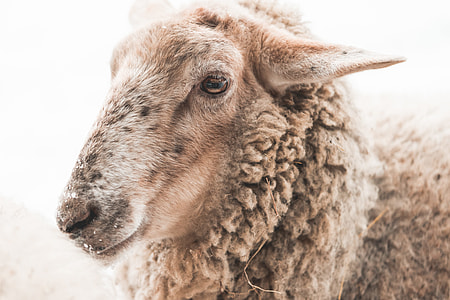 Portrait of Sheep in Winter