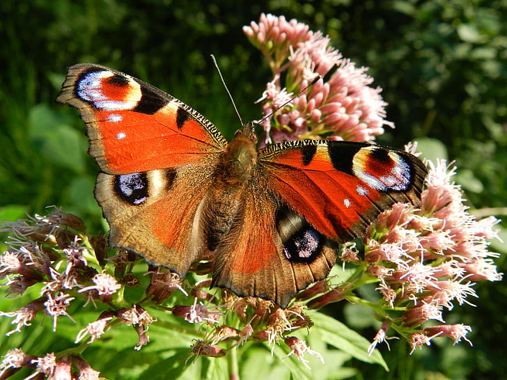 peacock butterfly perched on pink petaled flower in closeup photography