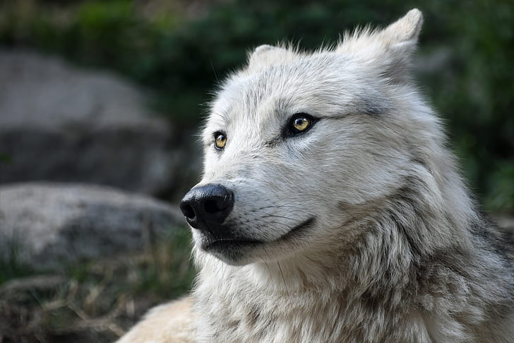 wildlife photography of white wolf