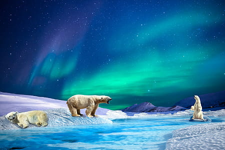 three polar bears on white snow Nothern lights illustration