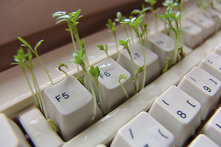 closeup photo of green seedlings on white computer keyboard