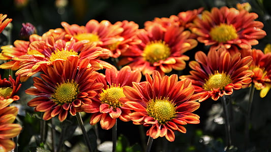 closeup photo of orange petaled flowers
