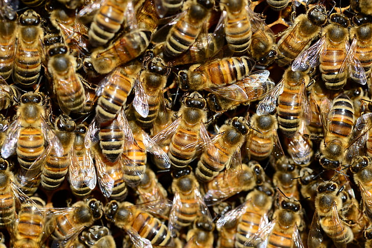 flight of honeybees