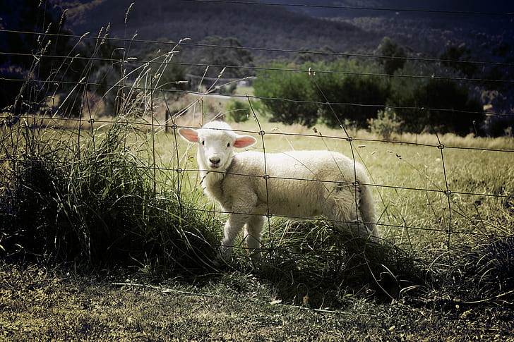 white sheep beside fence