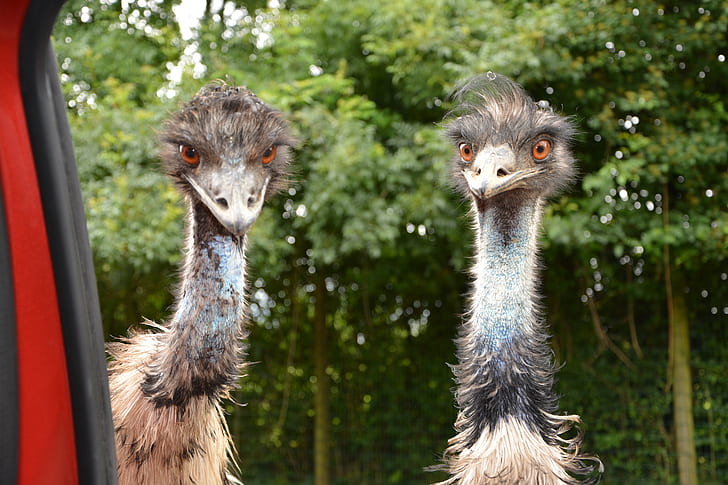 two ostriches