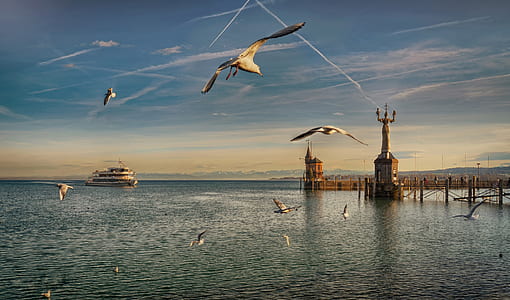 flock of gulls near ship during daytime