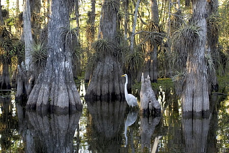 white swan beside brown trees
