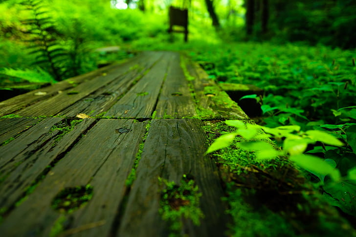 brown wooden plank surrounded by green leaves