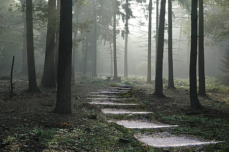 gray concrete pathway between trees in forest during daytime