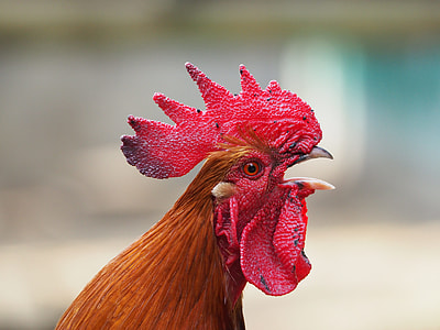 close photography of orange and red rooster