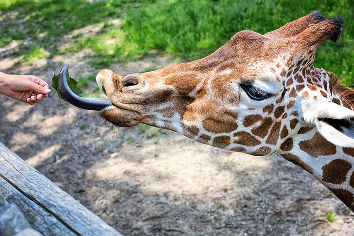 person feeding giraffe at daytime