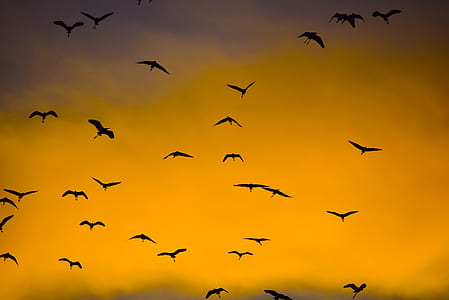 silhouette photography of flock of birds