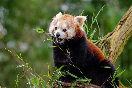 selective focus photography of Red panda on tree branch