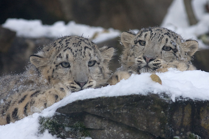 two leopards in snowfield