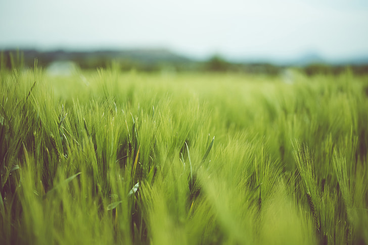 Landscape shot of green grass in a field