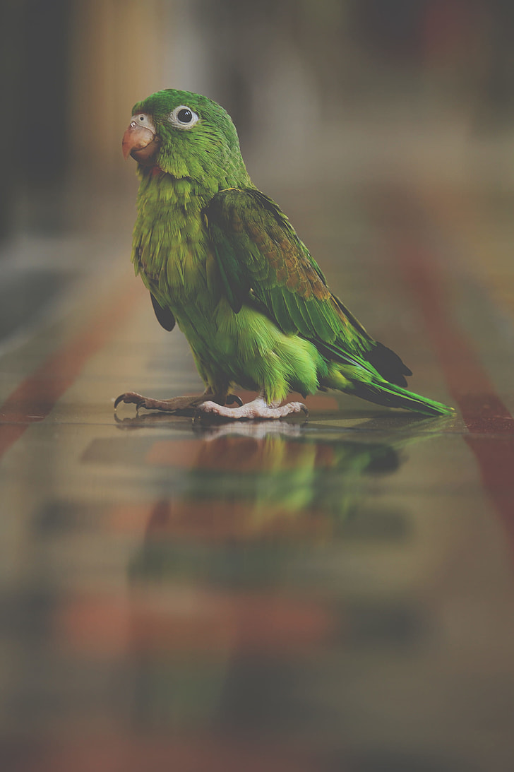 Tips for parakeet care images