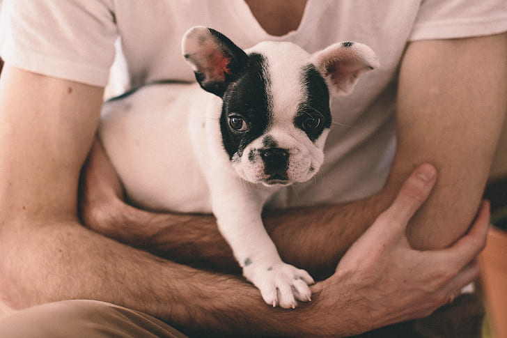 person holding a white and black French bulldog