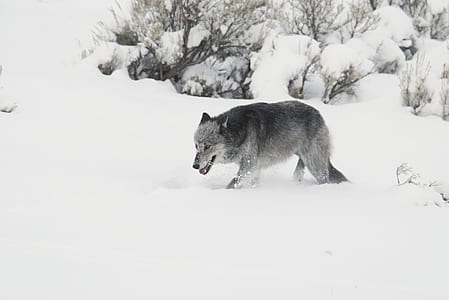 gray fox walking along snow during daytime