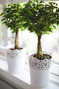 two green leafed plants on white pot