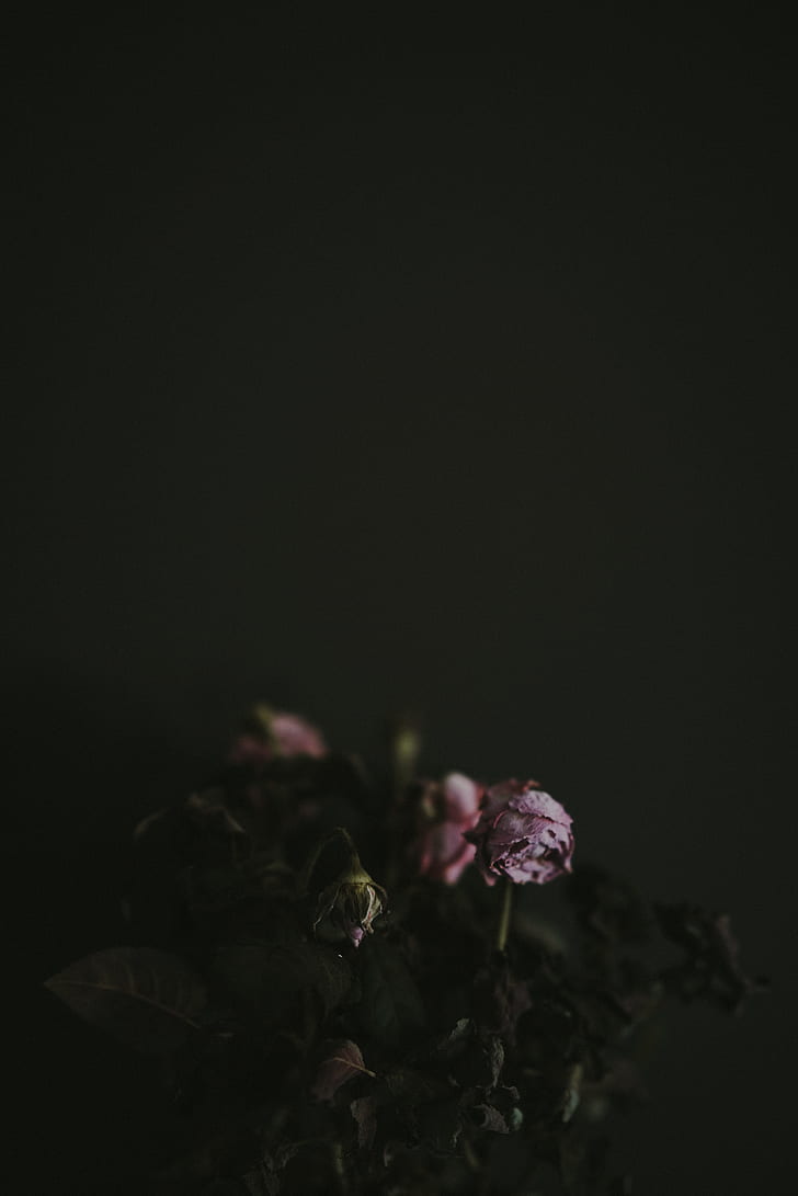 withered pink rose flowers