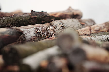 brown-and-gray wood logs