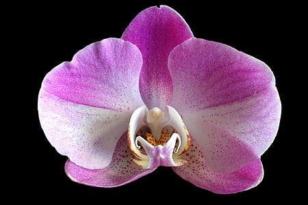 white and purple moth orchid